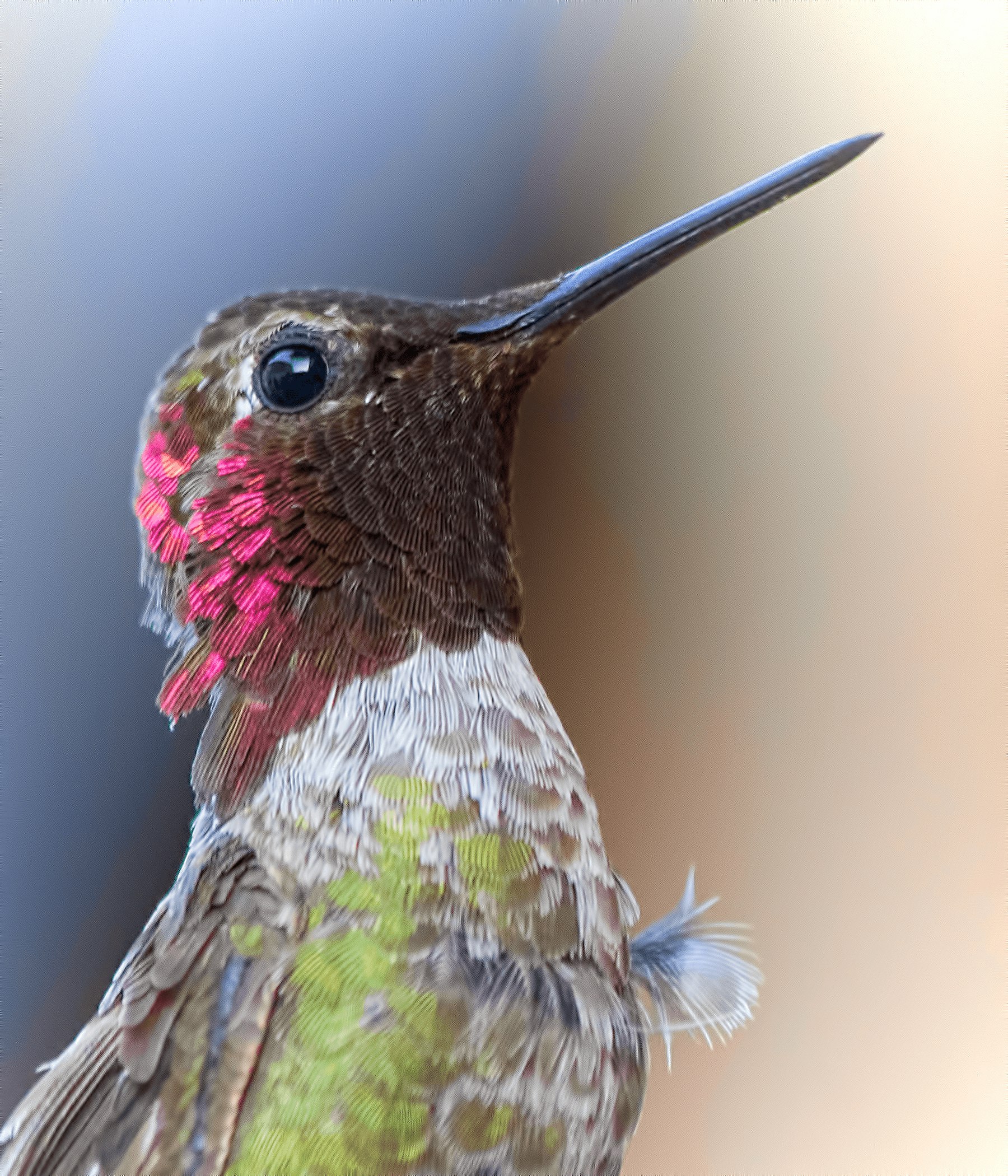 brown, green, and red hummingbird close-up photography